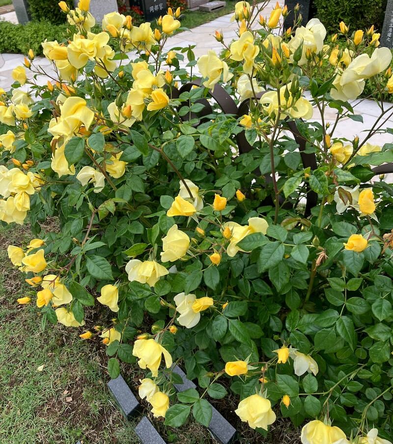 霊園の花
